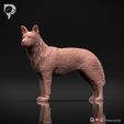 Australian-Cattle-Dog-Pose-02-Dog-3D-Print-8s.jpeg Australian Cattle Dog 3D Print Model Pose 02
