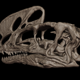 22.png Cráneo de Proceratosaurus