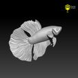 Betta_6.jpg Betta fish - Ready for 3D print