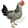 YHB.jpg CHICKEN CHICKEN - DOWNLOAD CHICKEN 3d Model - animated for Blender-Fbx-Unity-Maya-Unreal-C4d-3ds Max - 3D Printing HEN hen, chicken, fowl, coward, sissy, funk- BIRD - POKÉMON - GARDEN