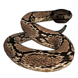 9.png Rattle Snake