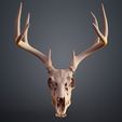 Deer_Skull_1_3Demon.jpg Crâne de cerf à queue blanche (Odocoileus Virginianus)