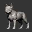 boston-terrier11.jpg boston terrier 3D print model