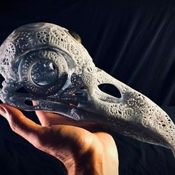 preview5.jpg Fichier 3D Crâne de corbeau anatomique en filigrane・Plan pour impression 3D à télécharger