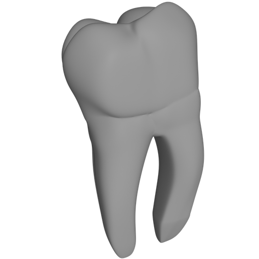 Mandibular Second Molar - Anatomical 3D Model - 1:1 Scale - Based on Wheeler (10th Ed.)