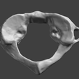 2.png Human Atlas Vertebra (C1)
