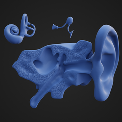 EP7.png Fichier STL Parties de l'anatomie de l'oreille・Objet imprimable en 3D à télécharger