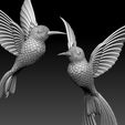 66786879.jpg colibri humming bird