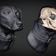 weimaraner-thumbnail.jpg Weimaraner Dog Anatomy