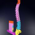 vertebrae-vertebral-column-color-labelled-3d-model-blend-4.jpg Vertebrae vertebral column color labelled 3D model