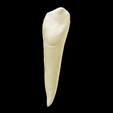 13.png Left Lower Canine #33