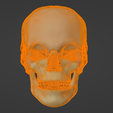 20.png 3D Model of Skull Anatomy - ultimate version