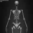 Female-Human-Skeleton-3D-Model-sculpted-by-Yacine-BRINIS-024.jpg Highly Detailed Human Skeleton (Female)
