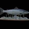 salmo-salar-1-8.png Atlantic salmon / salmo salar / losos obecný fish underwater statue detailed texture for 3d printing