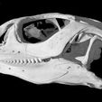 specimen-3.jpg Uromastyx hardwickii, Indian Spiny-tailed Lizard skull
