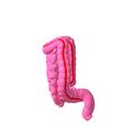 3.png Lower gastrointestinal tract segmented