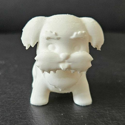 Cod521-Dog-Schnauzer-14.jpeg Dog Schnauzer