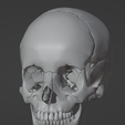 33.png 3D Model of Skull Bones
