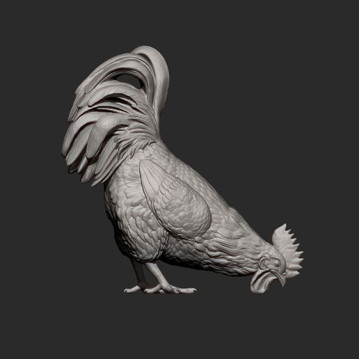 rooster-eats11.jpg El gallo come