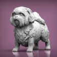 British-Shih-Tzu1.jpg British Shih Tzu 3D print model