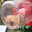 frelon-seul.jpg Small trap for Asian hornet