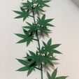 042A1C39-5882-4B55-8A34-9733F47A9CBE.jpeg 杂草藤蔓、植物和装饰品