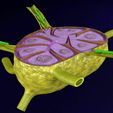 lymph-node-lymphatic-system-3d-model-fbx-blend-14.jpg Lymph node Lymphatic system 3D model