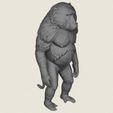 Baboon-Monkey-Standing-06.jpg Baboon Monkey Standing