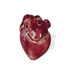 0.jpg HEART ANATOMY HEART EYE THORAX TRACHEA TONGUE PULMON LUNGS KIDNEYS LIVER DOWNLOAD 3D MODEL PRINTING THROAT