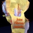 file-35.jpg Knee joint cut open detail labelled 3D model