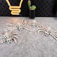 IMG_6800.jpg Flexi Esqueleto Araña V1