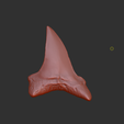 3.png Mako Shark Tooth Model