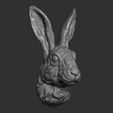 6.jpg Hare head