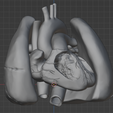 2.png 3D Model of Heart and Lungs