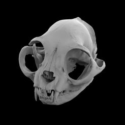 untitled.31.jpg Cat skull