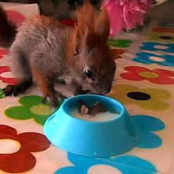 Capture_d__cran_2015-11-02___13.01.28.png Бесплатный STL файл squirrel's plate・3D-печать объекта для загрузки