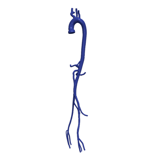 OBJ file 3d model of aorta and femoral arteries・Model to download and ...