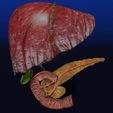 hepato-biliary-tract-pancreas-gallbladder-3d-model-blend-3.jpg Hepato biliary tract pancreas gallbladder 3D model