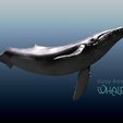 11.jpg ็HumpBack Whale