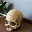 371370011_6607360992710413_2111929899468223877_n.jpg Realistic skull (actual scan of real skull)
