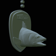 zander-head-trophy-24.png fish head trophy zander / pikeperch / Sander lucioperca open mouth statue detailed texture for 3d printing