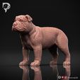 Bulldog-Pose-02-Dog-3D-Print-9s.jpeg Bulldog Dog 3D Print Model Pose 02