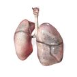 0.jpg LUNGS ANATOMY HEART EYE THORAX TRACHEA TONGUE PULMON LUNGS KIDNEYS LIVER DOWNLOAD 3D MODEL PRINTING THROAT