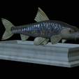 Gudgeon-statue-9.png fish gudgeon / gobio gobio statue detailed texture for 3d printing