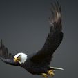 04.jpg Eagle Eagle - DOWNLOAD Eagle 3d Model - Animated for Blender-Fbx-Unity-Maya-Unreal-C4d-3ds Max - 3D Printing Eagle Eagle BIRD - DINOSAUR - POKÉMON - PREDATOR - SKY - MONSTER