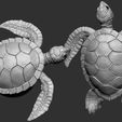 01.jpg Turtle