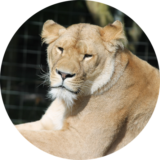 IMG_6936-modified.png Hueforge - Lion