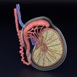 testis-anatomy-histology-3d-model-blend-59.jpg testis anatomy histology 3D model