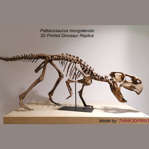 IMG_20220407_202246.jpg Download STL file Dinosaur skeleton - Psittacosaurus V3 • 3D print template, Think3dprint
