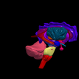 9.png.cbb0363fab0d9cb136f881390cd18ec3.png 3D Model of Human Brain - Right Hemisphere
